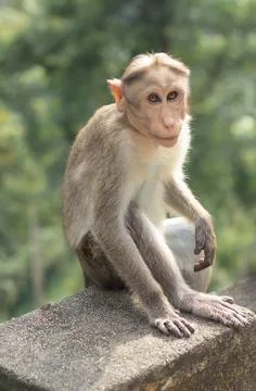 Indian monkey sitting in a roadside Stock Photos