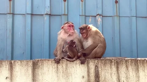 Indian Monkeys Stock Footage 172521922