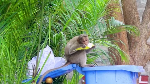 Indian monkeys Stock Footage 292078008