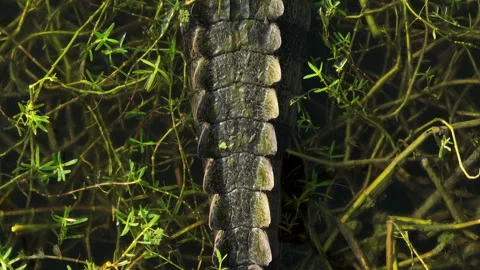 Indian Mugger Croc Stock Footage 242569480