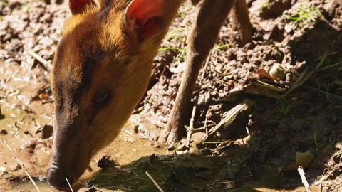 An indian Muntjac dwarf deer Stock Footage 274241021