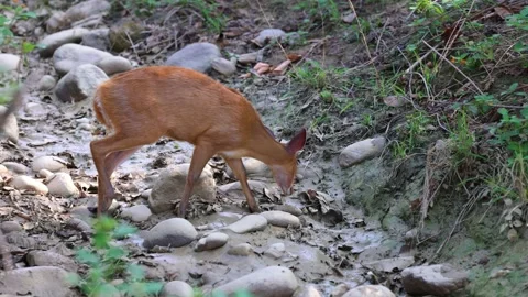 Indian muntjac foraging in the forest Stock Footage 315527858