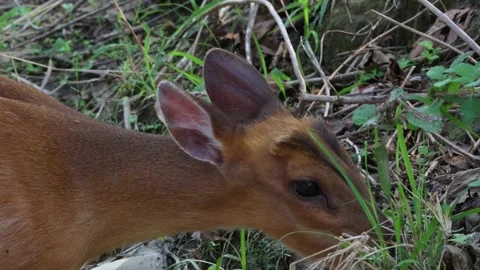 Indian muntjac grazing peacefully in the forest Stock Footage 315527812