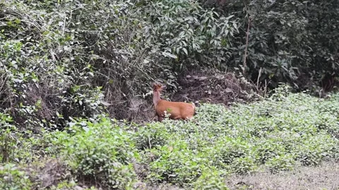 Indian muntjac making its way into the thiket in Corbett national park Stock Footage 296314779