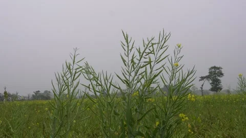 Indian mustard plants Stock Footage 332565503