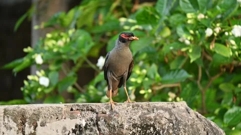 Indian Myna Birds. Video stock 279730707