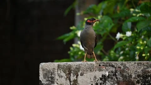 Indian Myna Birds. Vídeos de archivo 280225078