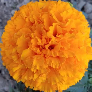 Indian nursery yellow colour flower Stock Photos