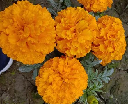 Indian nursery yellow colour flowers Stock Photos
