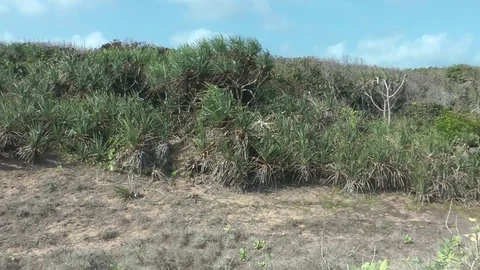 Indian Ocean beach, Java, Indonesia Stock Footage 86226566
