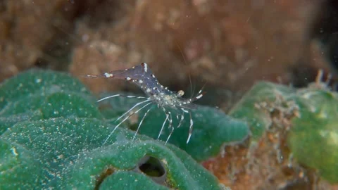 Indian ocean cleaner shrimp Stock Footage 340678222