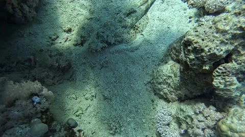 Indian ocean crocodilefish Stock Footage 280244754