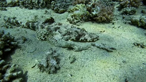 Indian ocean crocodilefish Stock Footage 280430133