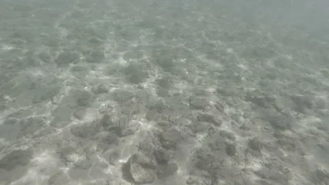 Indian Ocean fish Stock Footage 113689760