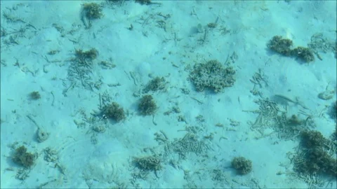 Indian Ocean. Maldives. Stock Footage 74183542