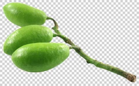 Indian olive Stock Photos