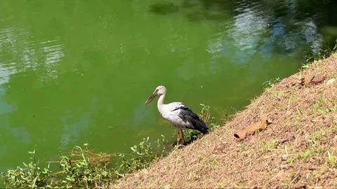 An Indian openbill stands at the edge of a green pond and surveys its surroundin Stock Footage 337536329