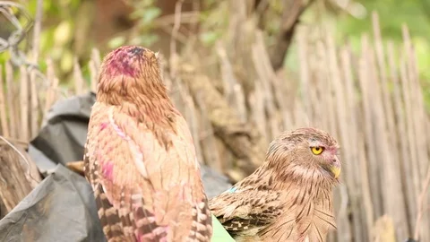 Indian Owls Video stock 112050836