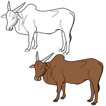 Indian Ox Stock Illustration