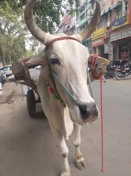 Indian ox Stock Photos