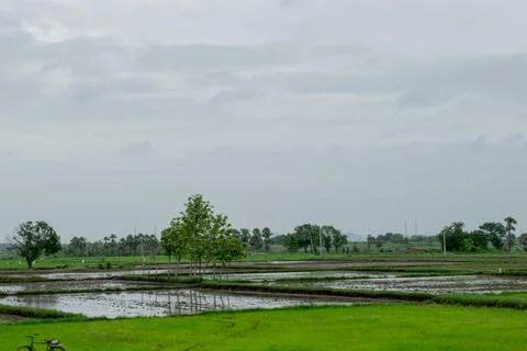 Indian paddy field Stock Photos