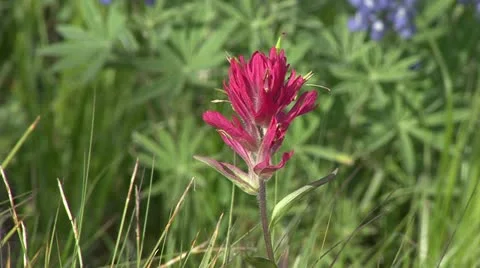 Indian Paint Brush Stock Footage 12761278