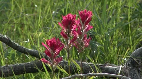 Indian Paint Brush Stock Footage 12766513