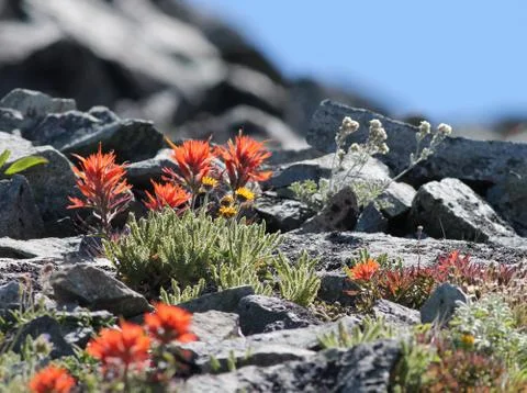 Indian Paintbrush at High Elevation Fotos Stock