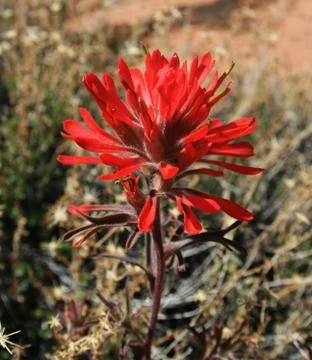 Indian paintbrush Foto stock