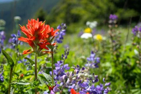 Indian Paintbrush Stock Photos