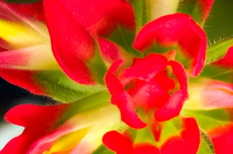 Indian Paintbrush Stock Photos