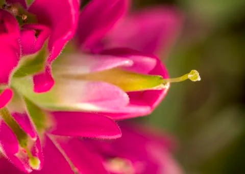 Indian Paintbrush Stock Photos
