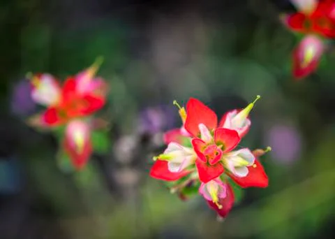 Indian Paintbrushes Stock Photos