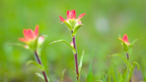 Indian Paintbrushes Stock Photos