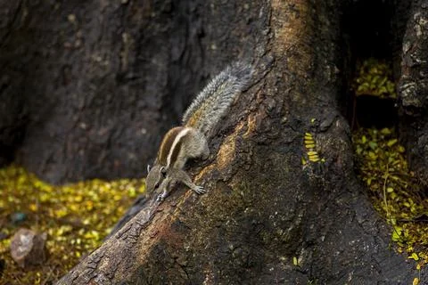 Indian palm squirrel at the base of tree trunk and finding food. Stock Photos