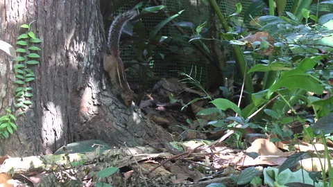 Indian palm squirrel climbing down a tree and comes to the ground Stock Footage 277673529