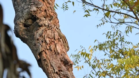 Indian palm squirrel climbing down tree trunk outdoors. Stock Footage 343836564