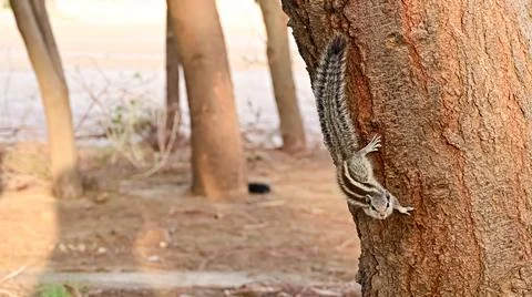 Indian palm squirrel climbing on a tree trunk look at the camera Stock Photos