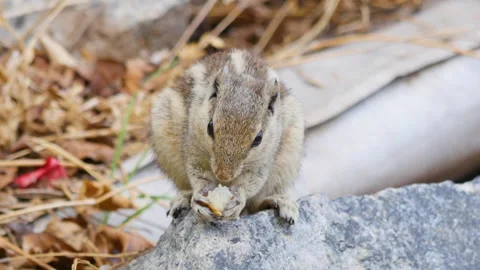 Indian palm squirrel eats on sunny day Stock Footage 130384660