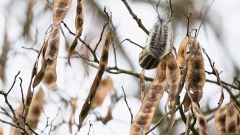 Indian palm squirrel feeding actively upon tree branch within sunlit natural Stock Footage 332518192