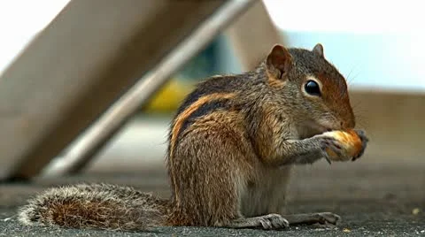 Indian Palm Squirrel Stock Footage 10794113