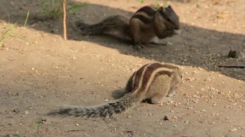 Indian palm squirrel Vidéo 44693811