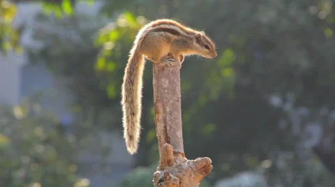 Indian palm squirrel Stock Footage 58887469