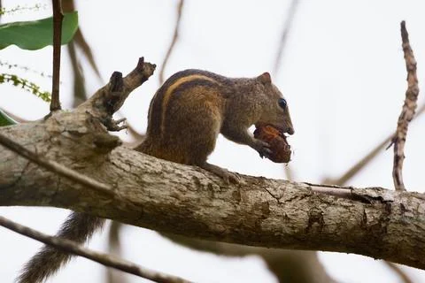 Indian Palm Squirrel Foraging on Tree Branch in Sri Lankan Forest Stock Photos