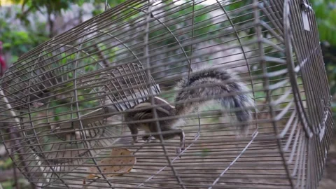 Indian palm squirrel (Funambulus palmarum) caught in a metal trap in agricu.. Stock Footage 306922902