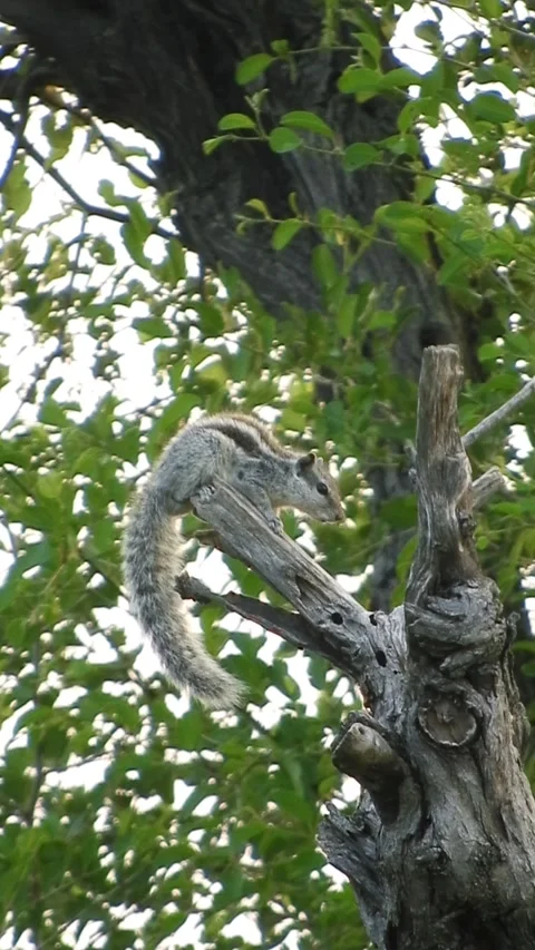 Indian Palm Squirrel Or Chipmunk Perching On Tree - 4k Vertical Footage Stock Footage 341699400