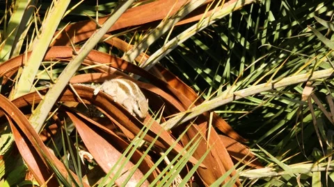 Indian palm squirrel on a palm tree on a sunny day Stock-Footage 276332264