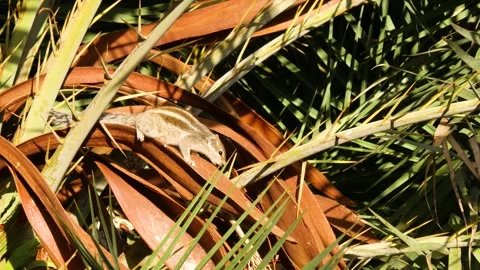 Indian palm squirrel on a palm tree on a sunny day 스톡 동영상 276332341