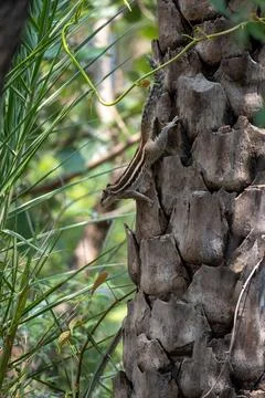 Indian Palm Squirrel on Palm Tree Bark Stock Photos