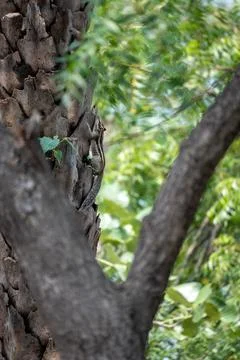 Indian Palm Squirrel on Palm Tree Bark Stock Photos
